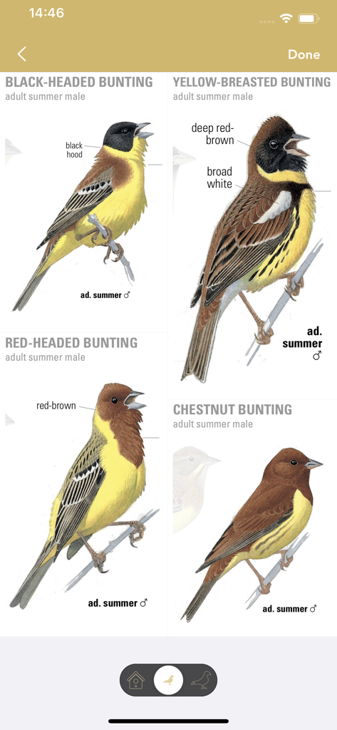 Collins Bird Guide - オオヨシノジロホオジロやキホオジロホオジロなど、4種類のホオジロの綿密な科学的イラストで、識別用。