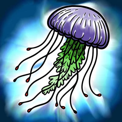 jellyfish