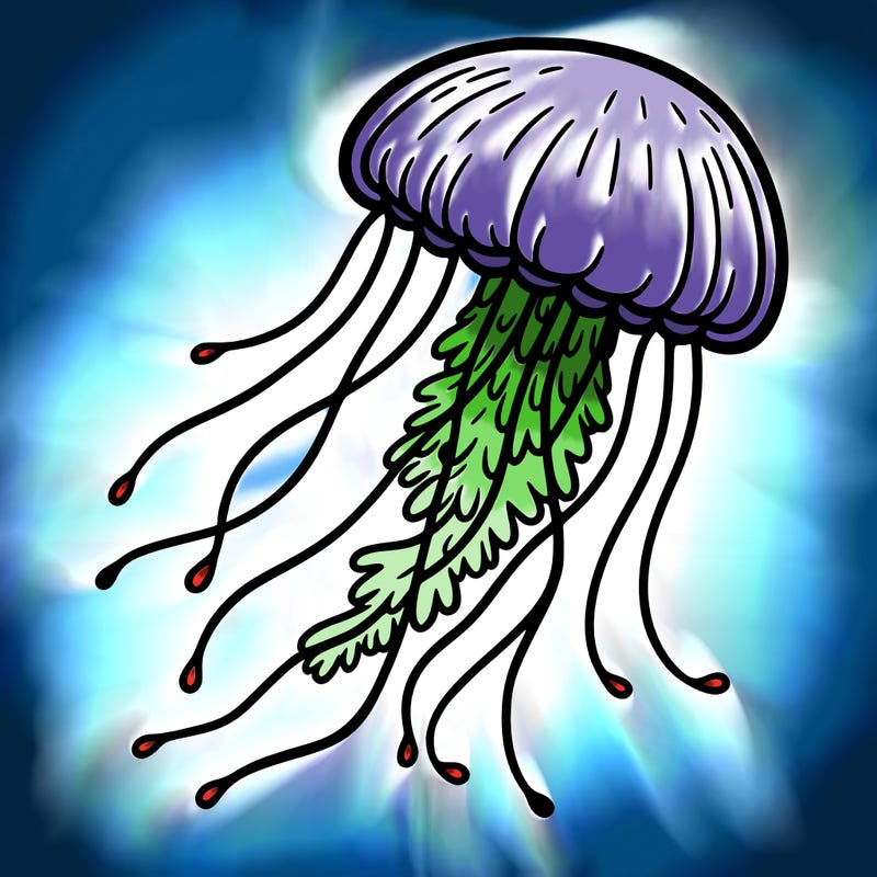 jellyfish