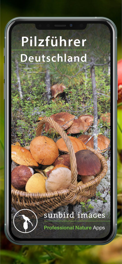 Smartphone-Bildschirm, der die Pilzführer Deutschland Pilzführer-App mit einem Korb gesammelter Pilze im Wald anzeigt