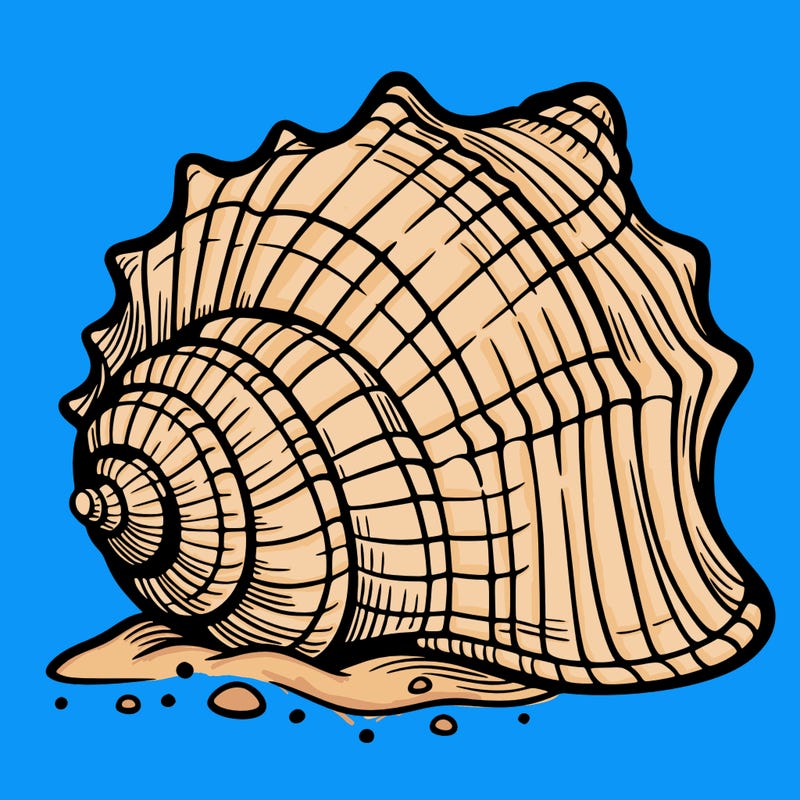 sea shell
