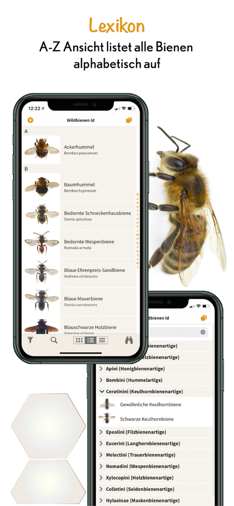 Bildschirme mobiler Apps, die ein alphabetisches Lexikon und taxonomische Gruppen von Wildbienen zeigen.