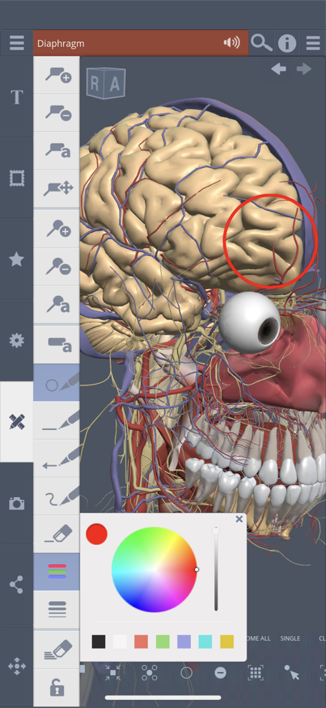 Primal's 3D Whole body - 3D human anatomy model of the head showing brain and drawing tools