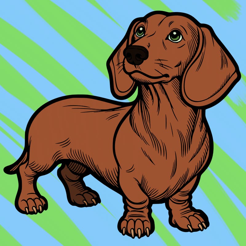 dachshund