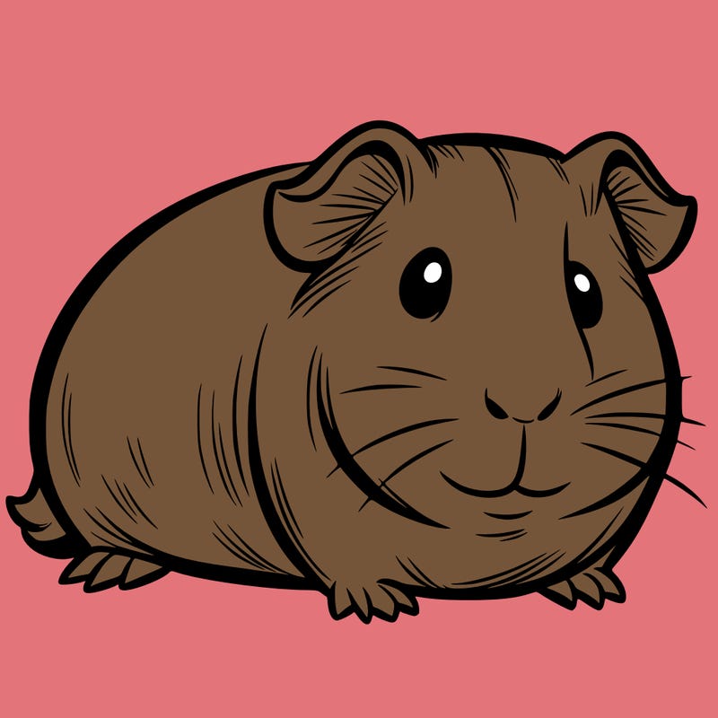guinea pig