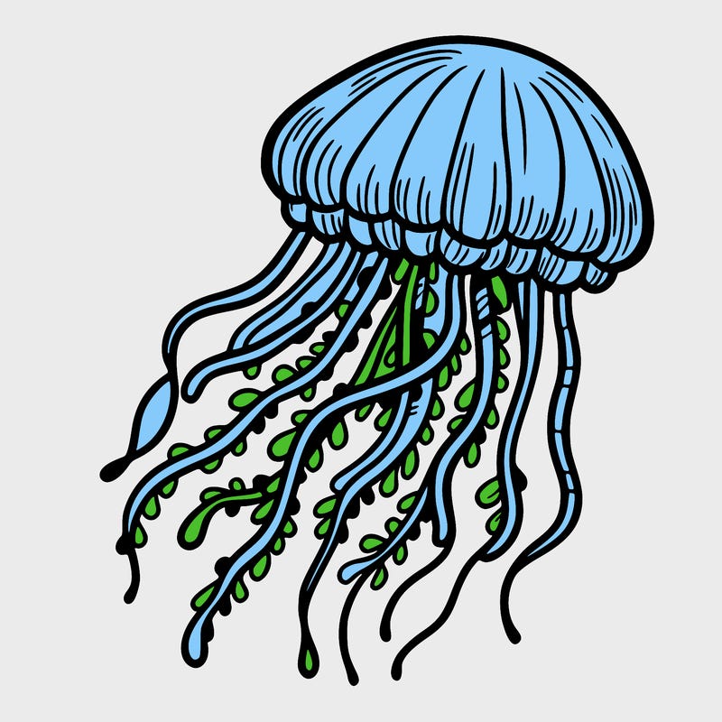 jellyfish
