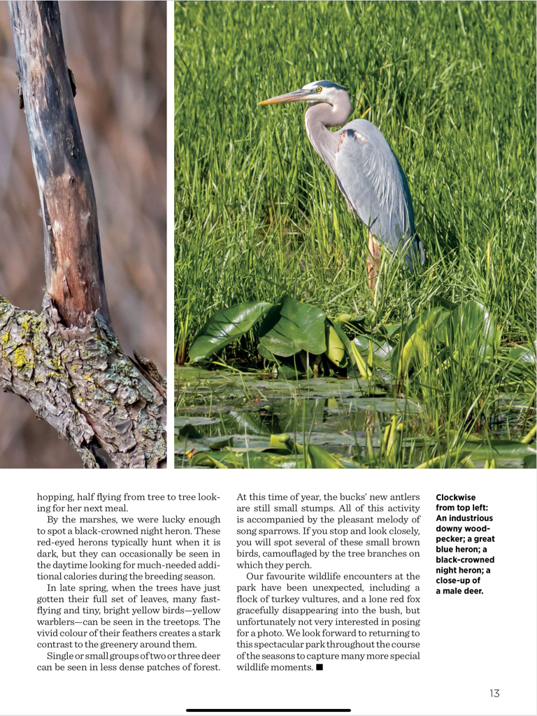Uma página do aplicativo Our Canada magazine apresentando uma fotografia de alta qualidade de uma garça-real-grande em pé em grama verde alta.