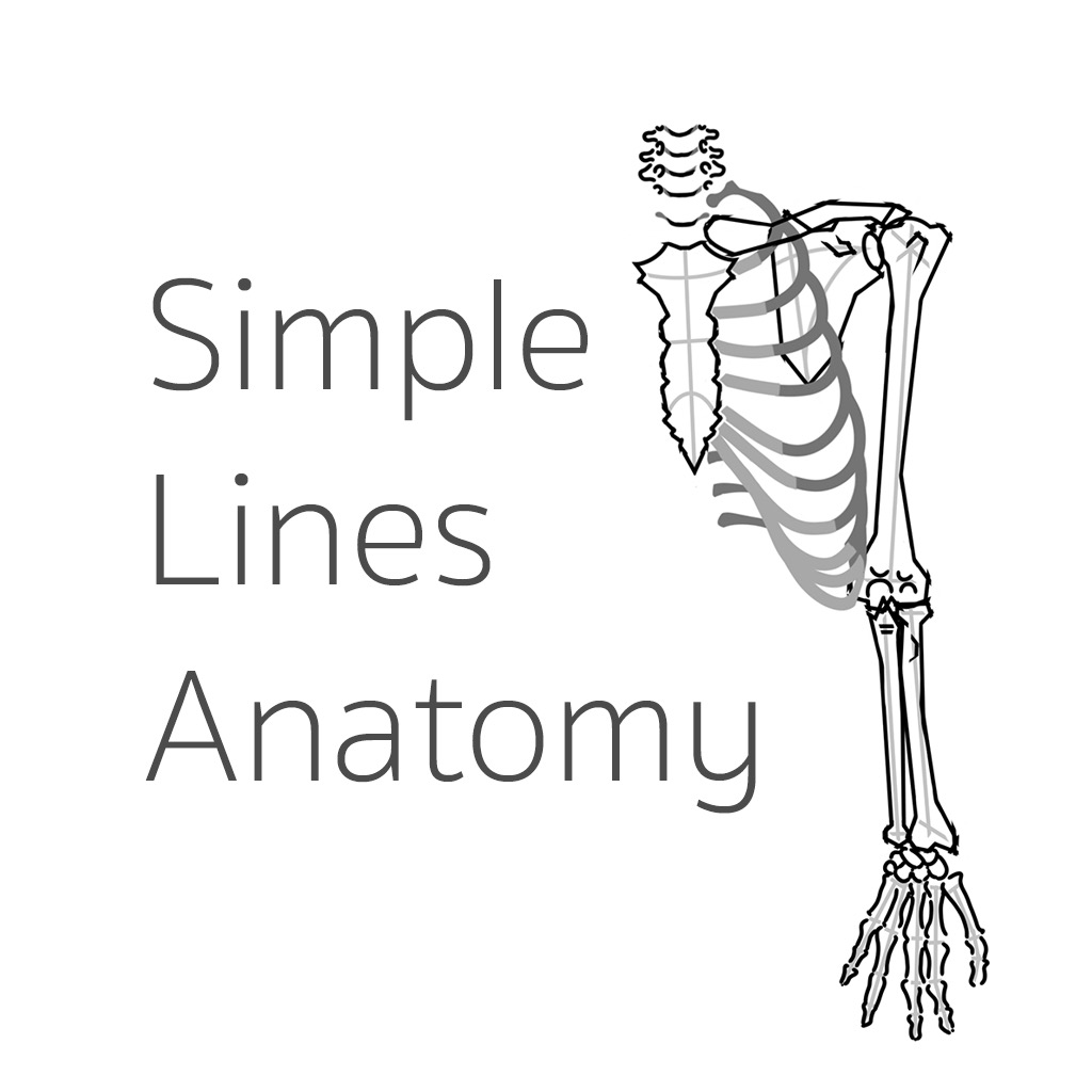 Simple Lines Anatomy - Education App | MWM