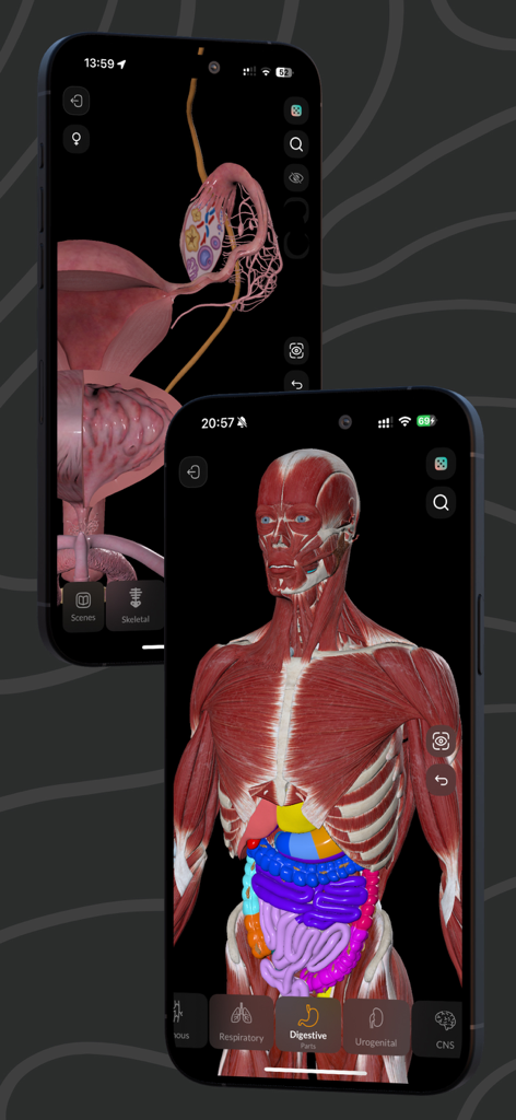 Detailed 3D anatomical models of the human muscular and digestive systems on mobile app screens