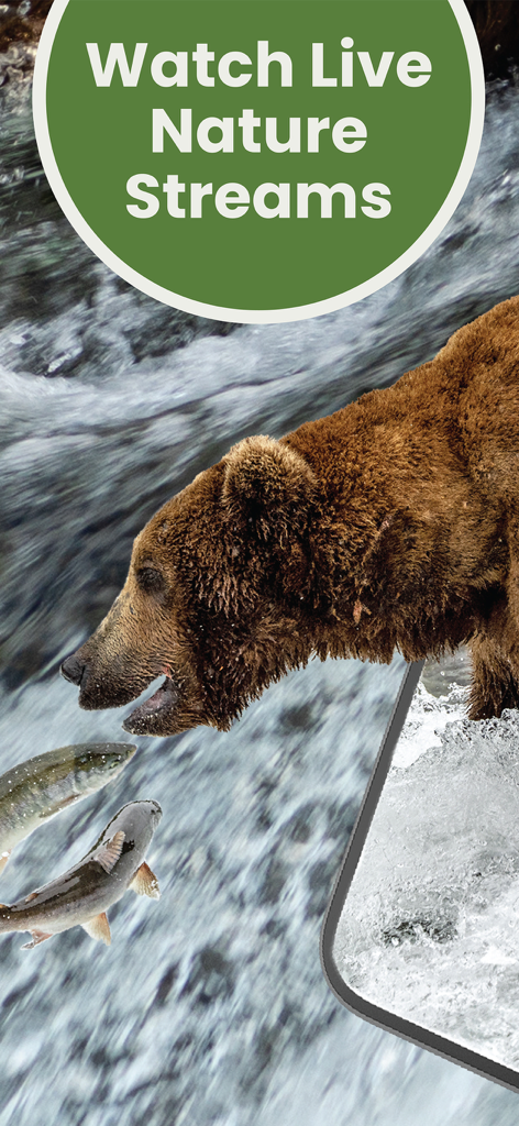 Explore.org: Live Animal Cams - A brown bear catching a salmon in a rushing river from a live nature stream.