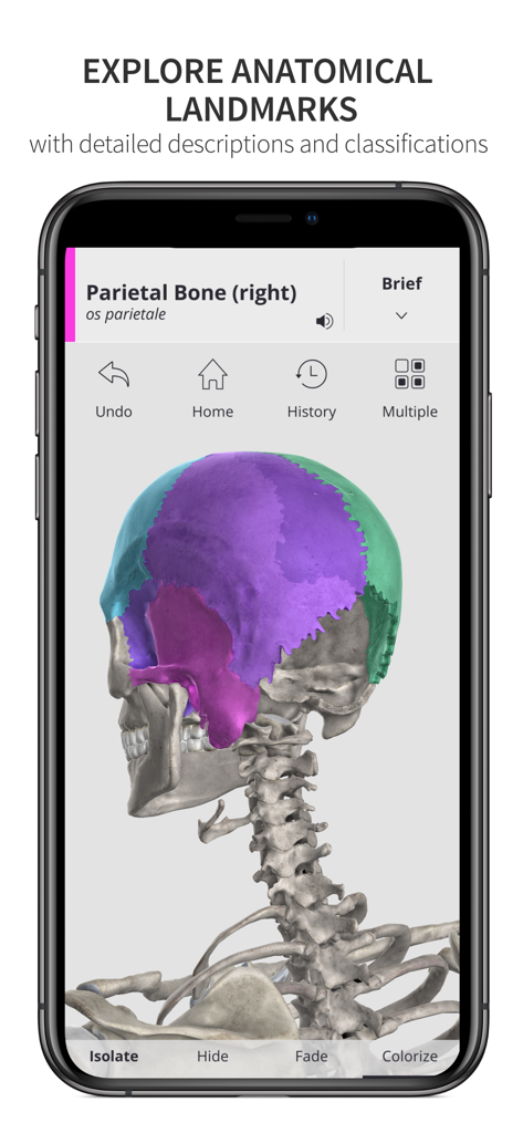 Anatomyka Skeleton - Modello 3D di un cranio umano nell'app Anatomyka Skeleton con l'osso parietale evidenziato