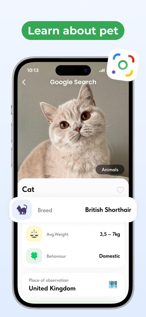 Lens Scan, Photo Identifier - Smartphone displaying the Lens Scan app identifying a British Shorthair cat with breed details.
