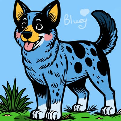 black and white blue heeler