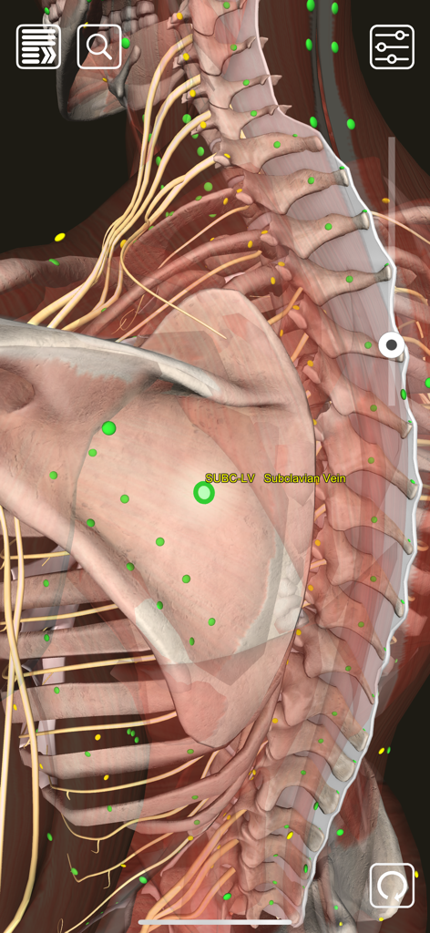 Anatomical 3D model showing the subclavian vein tenderpoint and spinal structure in the 3D Counterstrain app