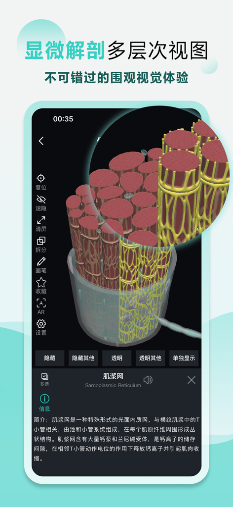 掌上3D解剖 - A 3D microscopic anatomy model showing the sarcoplasmic reticulum of a muscle fiber in the Pocket 3D Anatomy app.