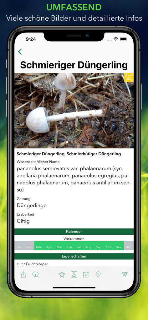 Detailed profile of a poisonous mushroom in the Pilze 123 app including scientific name and seasonal occurrence calendar.