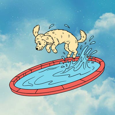 dog doing backflip in a pool(cute dog)
