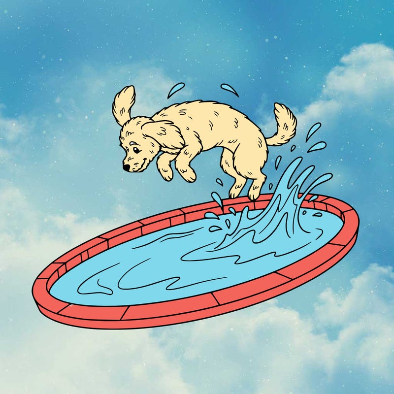 dog doing backflip in a pool(cute dog)