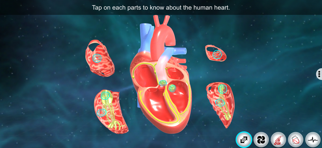Heart - EduTech Era - A 3D cross section of the human heart with interactive learning points for anatomy students