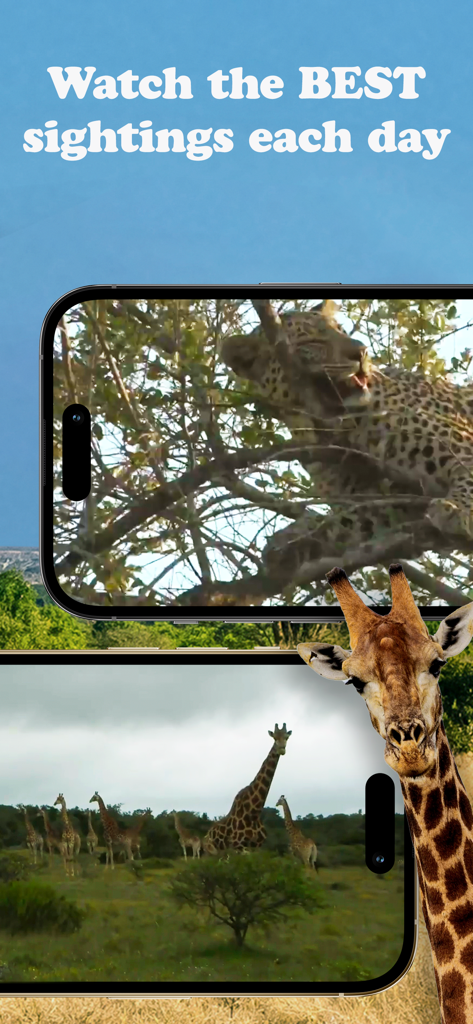 Smartphone screens displaying live sightings of a leopard in a tree and giraffes in the savanna
