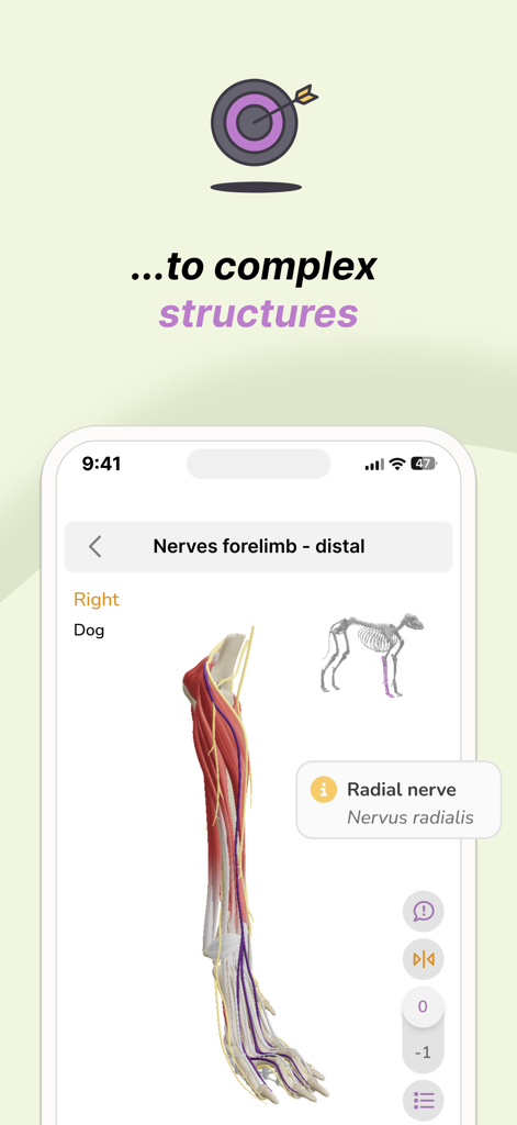 Vetflow - Learn Anatomy - Vista anatómica 3D de la extremidad anterior de un perro mostrando el nervio radial y la musculatura en la aplicación Vetflow.