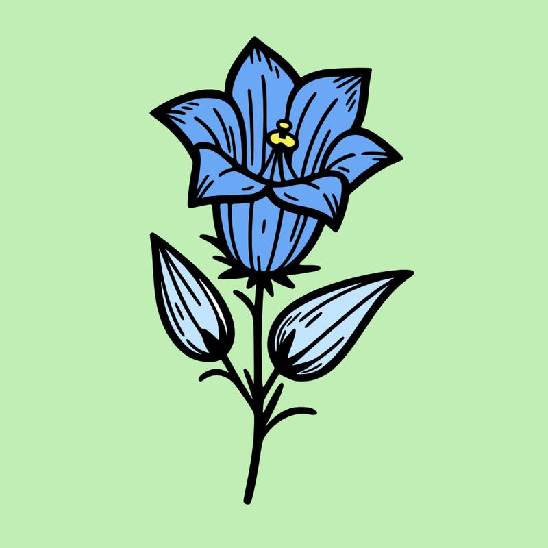 bellflower flower