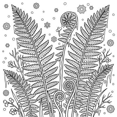 Discover the enchanting beauty of Ostrich Ferns adorned with delicate snowflakes and glistening icicles in this unique winter coloring page. It's a perfect blend of botanical elegance and frosty charm, ready for your creative touch.