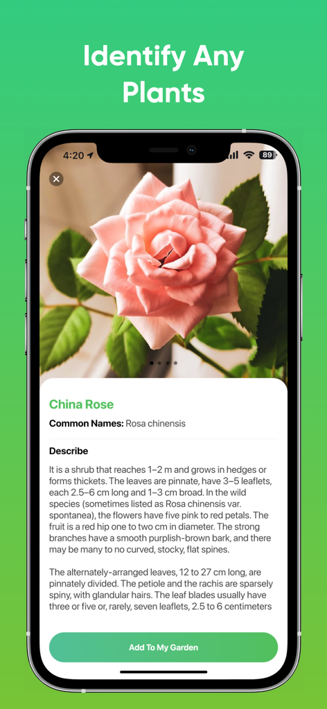 Interfaz de la aplicación Plantnet mostrando detalles de identificación para una rosa China rosa
