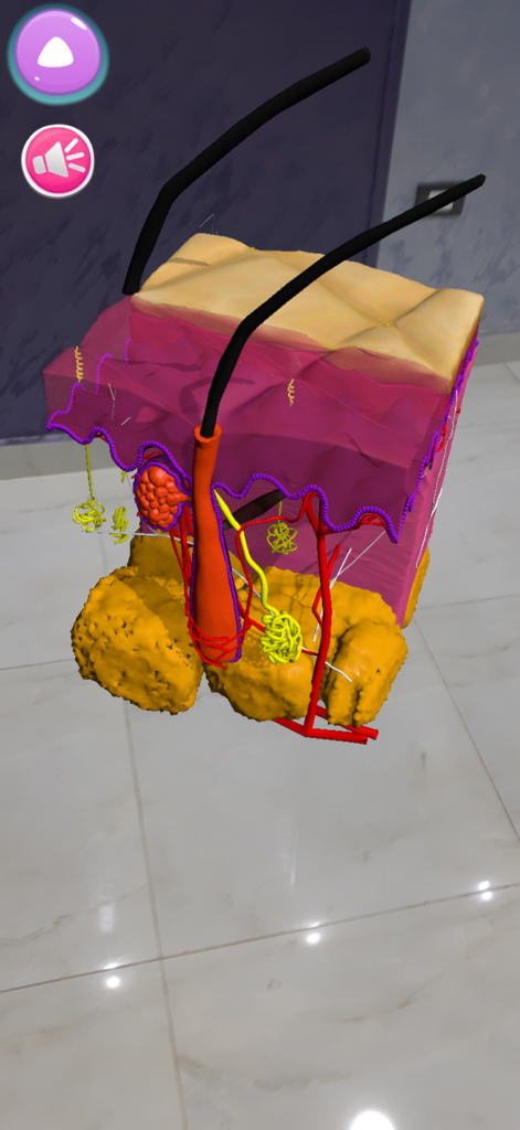3D augmented reality model of human skin layers and hair follicles displayed on a floor