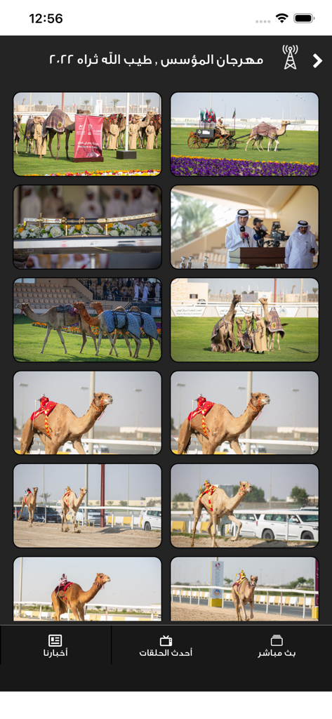 Al Rayyan TV - Al Rayyan TV app gallery showing photos of camels and traditional ceremonies from the Qatari Founders Festival