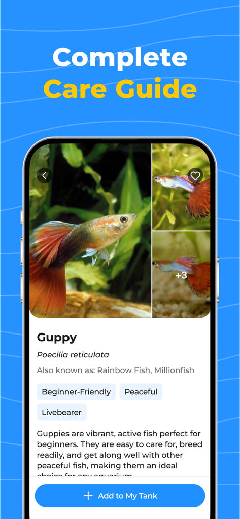 OkayFish - Pet Fish Care Guide - Mobile screen of the OkayFish app displaying a complete care guide for a Guppy fish with behavioral traits and care tips