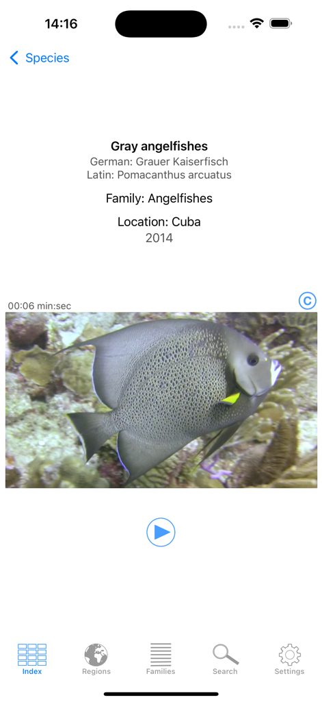 Reef Guide app screen showing details for Gray angelfishes with common and Latin names and an underwater video thumbnail