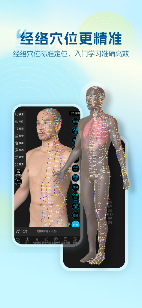 Modelo anatómico 3D con puntos de acupuntura y meridianos