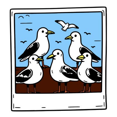 seagulls in a polaroid picture