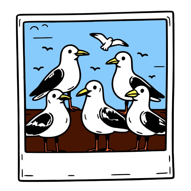 seagulls in a polaroid picture