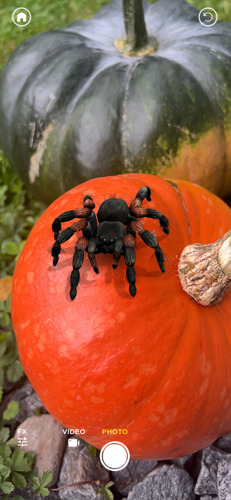 Eine realistische AR-Spinne, die auf einem orangefarbenen Kürbis sitzt.