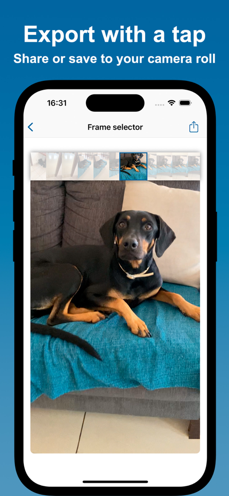 Video to Photoアプリのインターフェース。高品質エクスポートのために、動画から選択された犬のフレームがiPhoneに表示されています。
