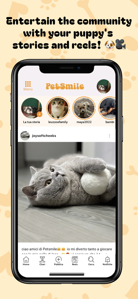 Pet Smile – Social Pet App - Interfaz de la aplicación Pet Smile mostrando un feed social con historias de mascotas y una foto de gato.