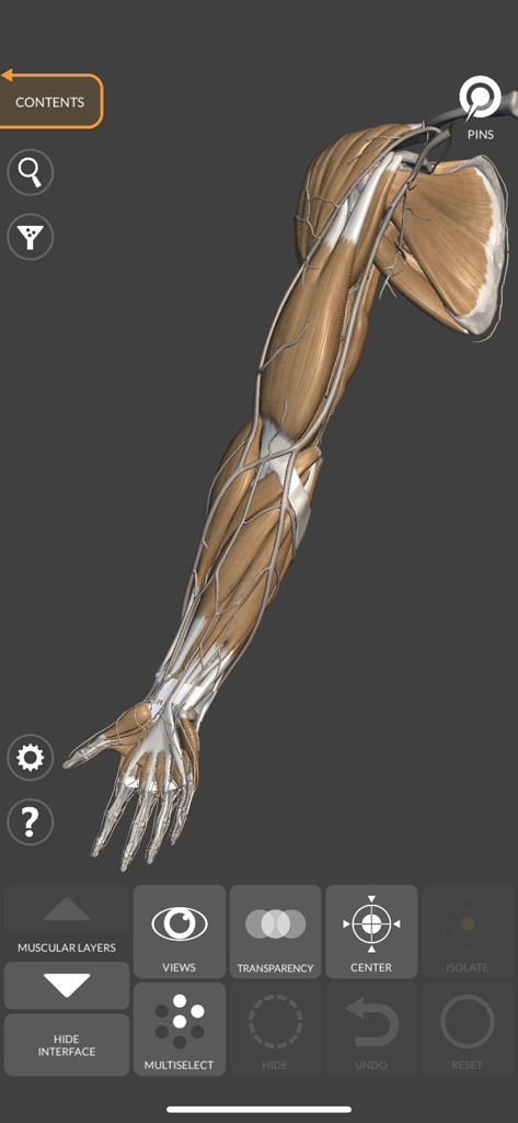 3D anatomical model of a human arm showing detailed muscle layers and vessels