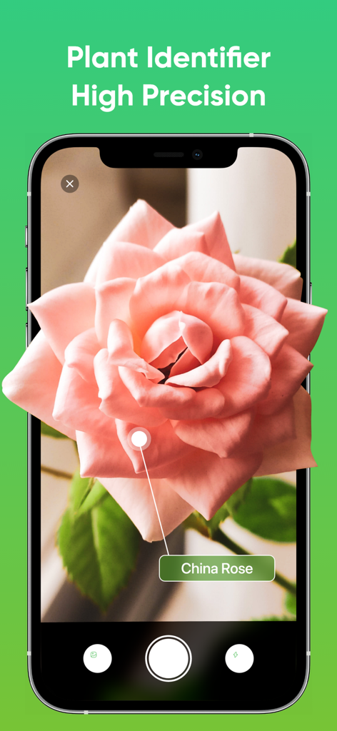 Plantnet Plant Identification - Plantnet App-Oberfläche, die eine rosafarbene China-Rose mit hoher Präzision identifiziert