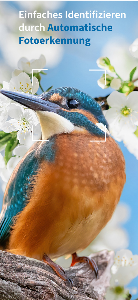 NABU Vogelwelt - NABU Vogelweltアプリで写真認識を用いた自動鳥類識別。