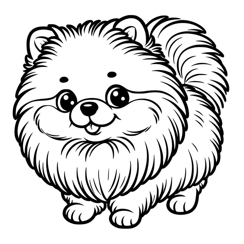 pomeranian dog