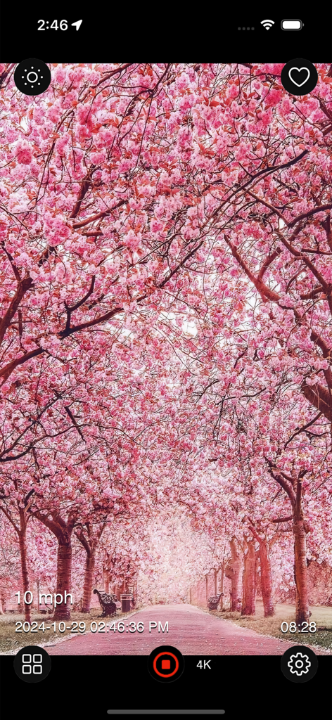 Dash Cam Plus - Dash Cam Plus app recording a scenic road through pink cherry blossoms in 4K with speed and timestamp overlays