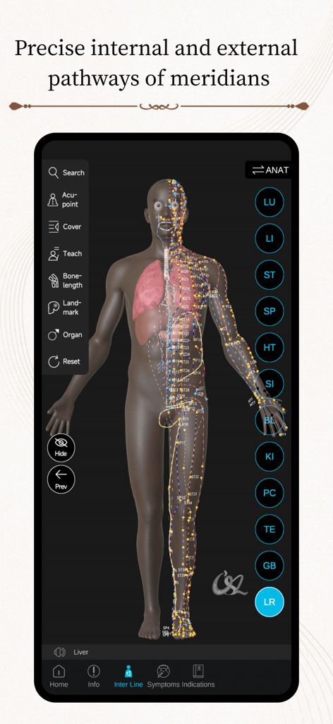Acupuncture Master - Modelo humano 3D que muestra vías de meridianos internas y externas precisas dentro de la aplicación Acupuntura Master