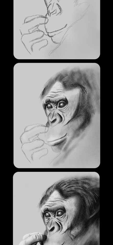 Flow: Note Taking, Drawing Pad - Three stages of a digital gorilla sketch from basic outline to detailed realistic drawing
