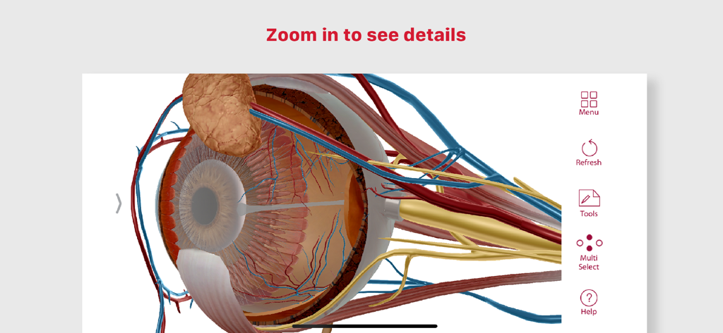 Anatomy & Physiology - A detailed 3D anatomical model of a human eye showing muscles and nerves within the app.