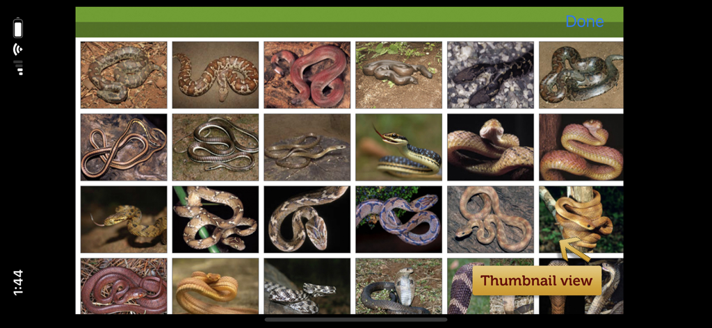 뱀 e가이드 사진 갤러리의 고품질 뱀 사진 그리드 보기.