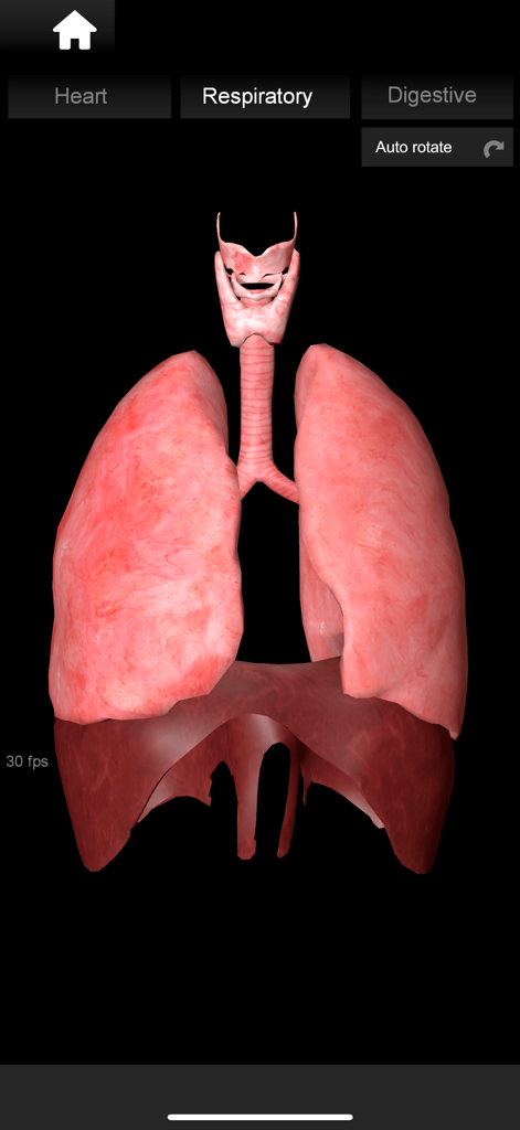 Modelo 3D del sistema respiratorio humano que muestra los pulmones y la tráquea