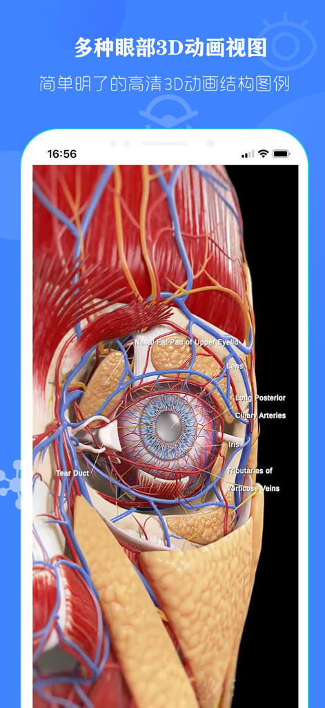 Ilustración médica 3D detallada de la anatomía del ojo humano, incluidos músculos y nervios