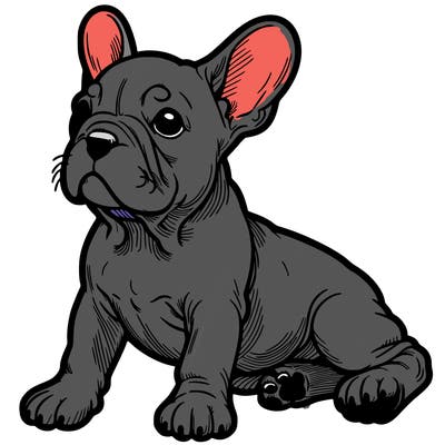 french bulldog